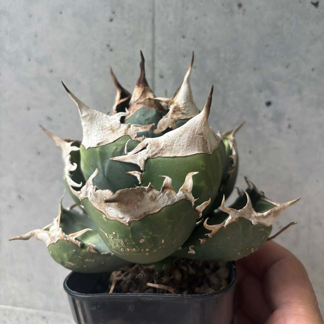 アガベ　チタノタ　NP003 中株