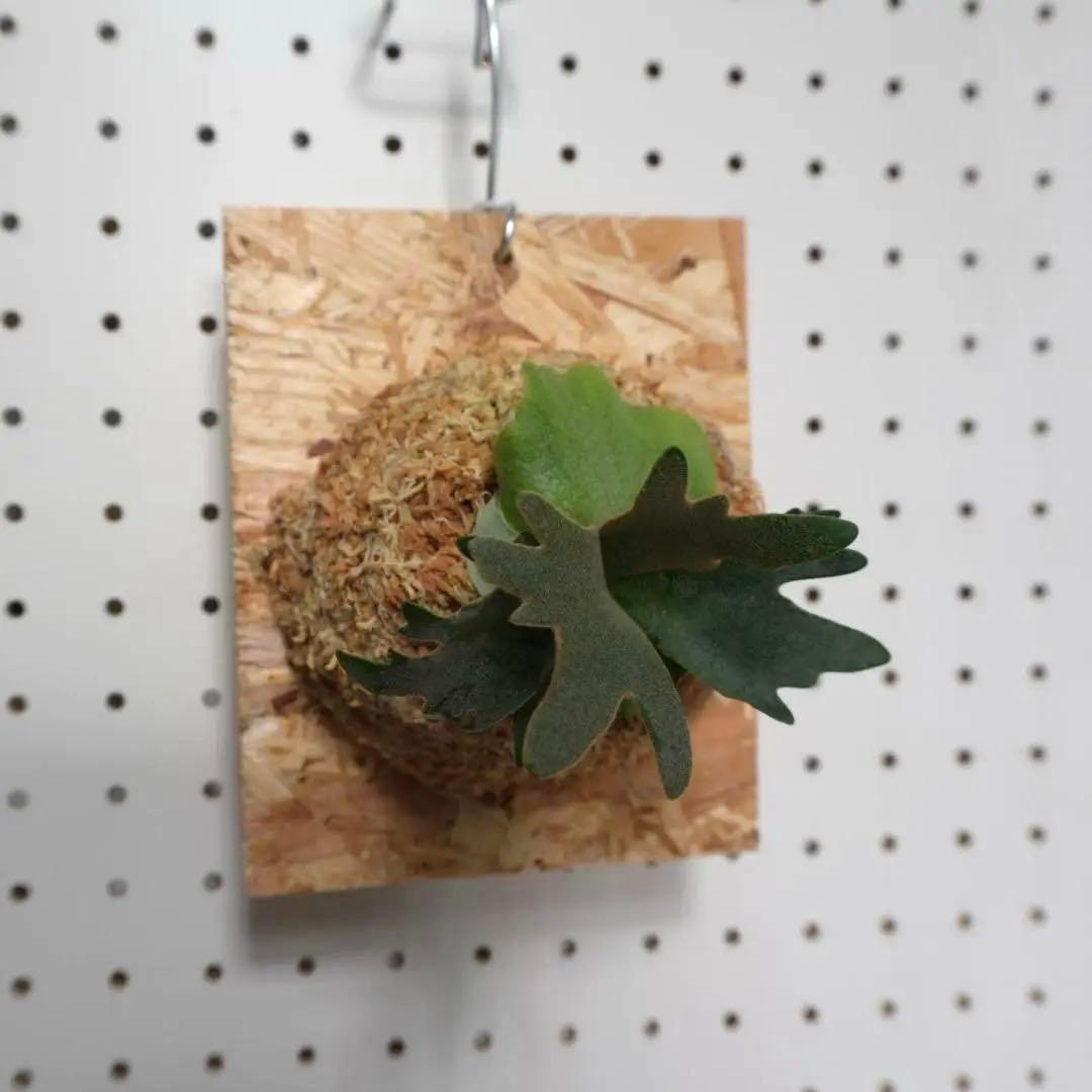 ビカクシダ YMDS ウィリンキー系 イエロームーンドワーフ　スポア