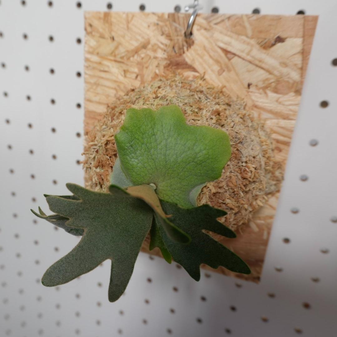 ビカクシダ YMDS ウィリンキー系 イエロームーンドワーフ　スポア