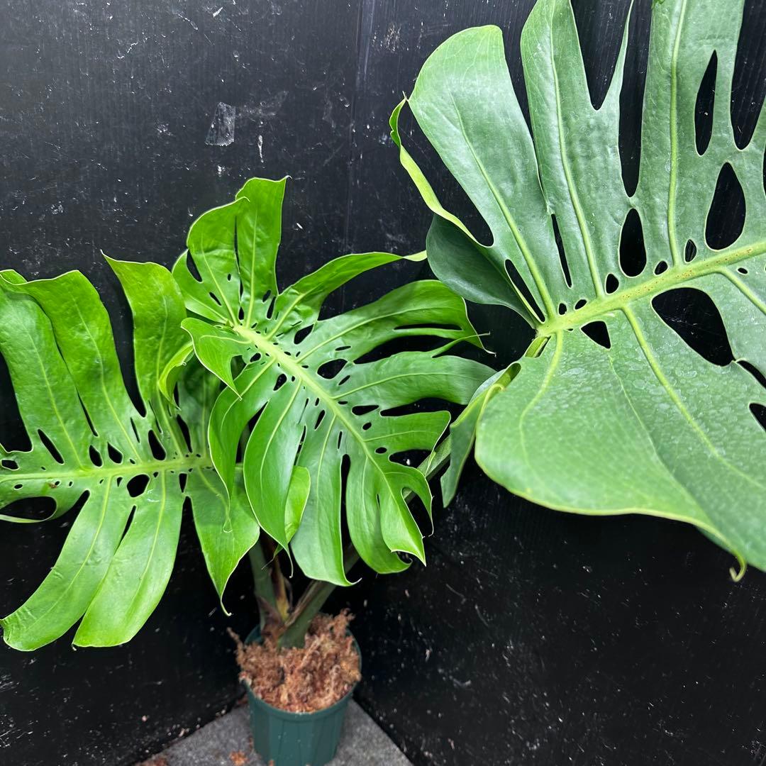 癒*ゝ様 モンステラデリシオーサマクロコズム超希少系統鉢植え78㎝
