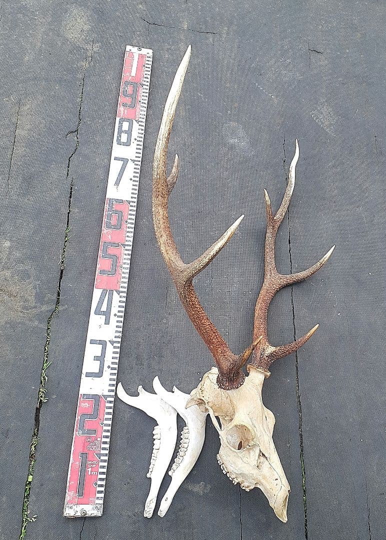 鹿　ニホンジカ　鹿角　剥製　頭骨　スカルトロフィー　頭蓋骨　ニホンジカ