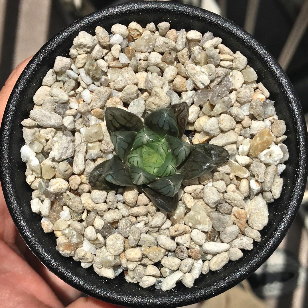 【期間限定出品】ハオルチア 「出藍」 H. 'Shutsuran'　多肉植物