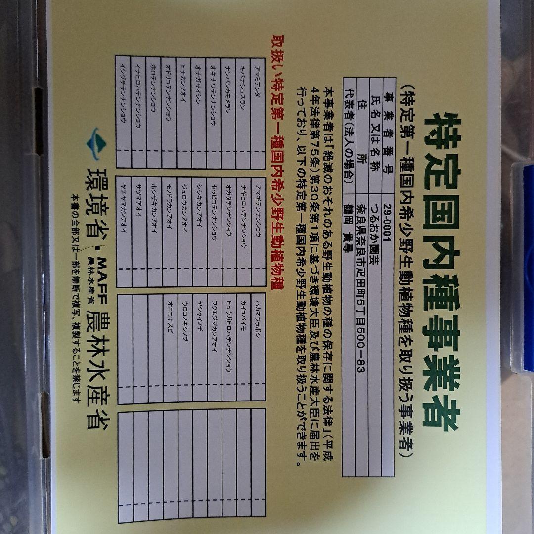 ま*ゆ様 山野草　アマギテンナンショウ　中２球　開花するかも