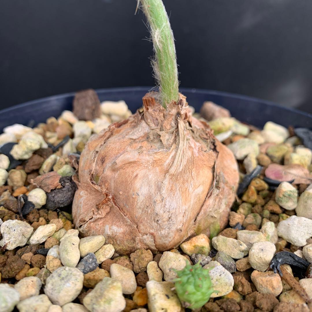 【南ア産・発根済】エンセファラルトス・ホリダス 約5cm｜No4-5