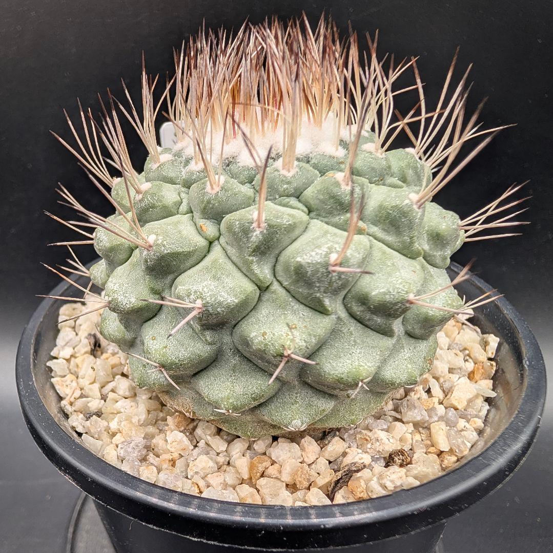 菊水 大型タイプ 実生 鉢植えメルカリ便送料込み