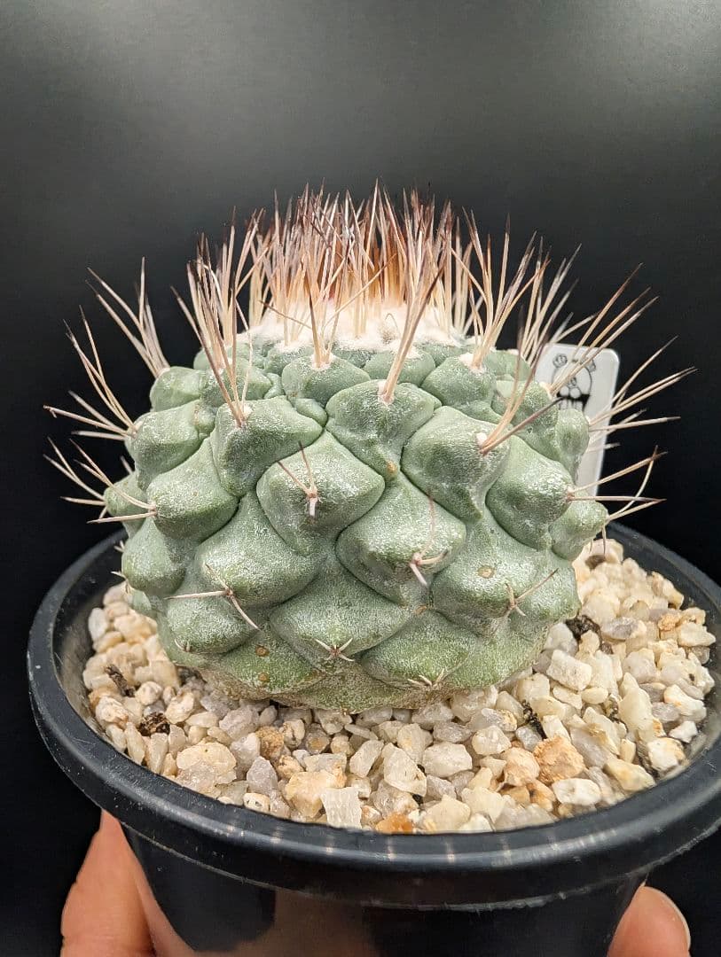 菊水 大型タイプ 実生 鉢植えメルカリ便送料込み