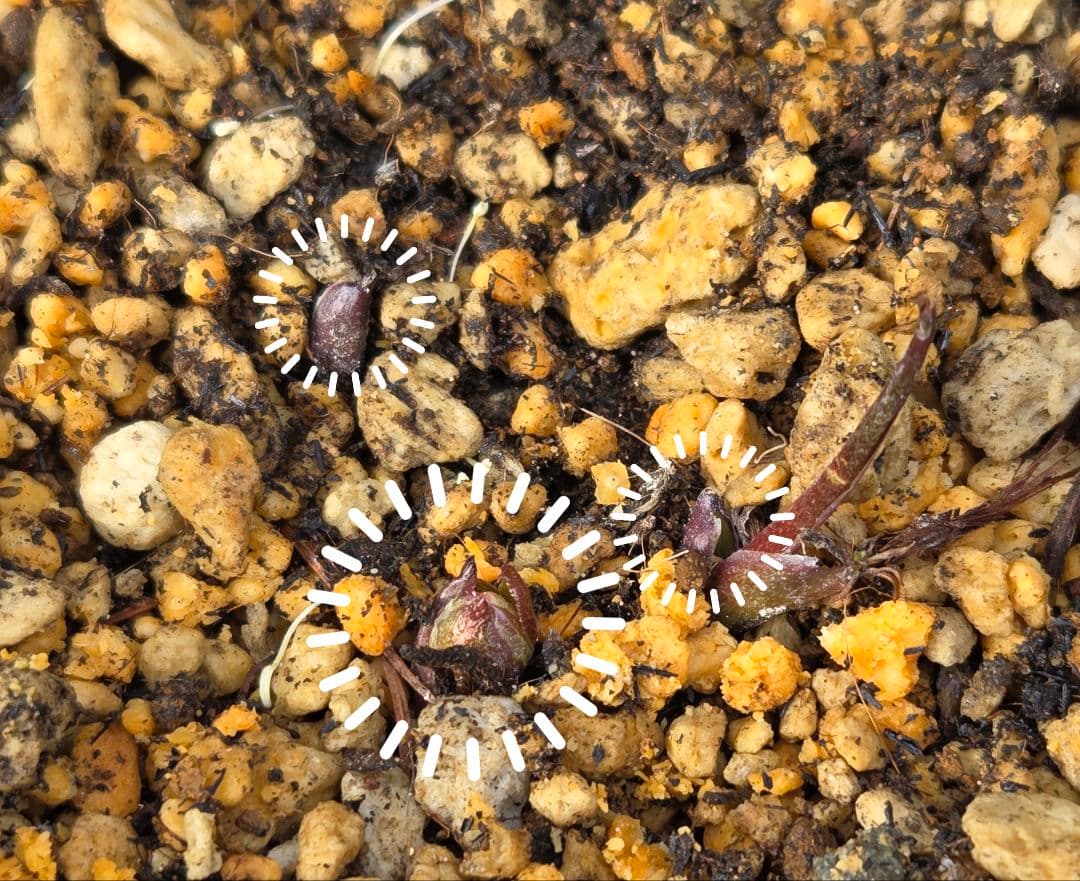 フレグランスクリスマスローズ