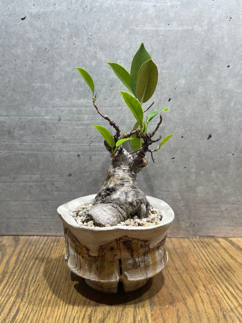R*L様 ガジュマルミニ盆栽