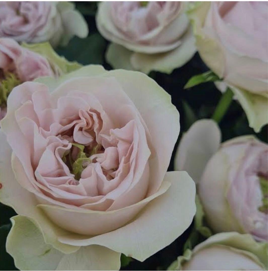 バラ苗　海外切り花品種　接木