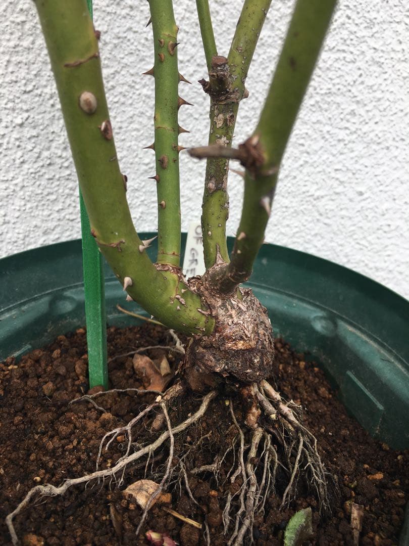 バラ苗　海外切り花品種　接木