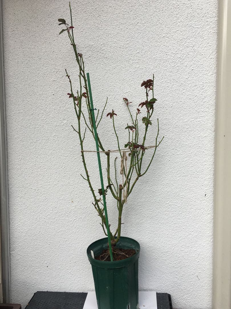 バラ苗　海外切り花品種　接木