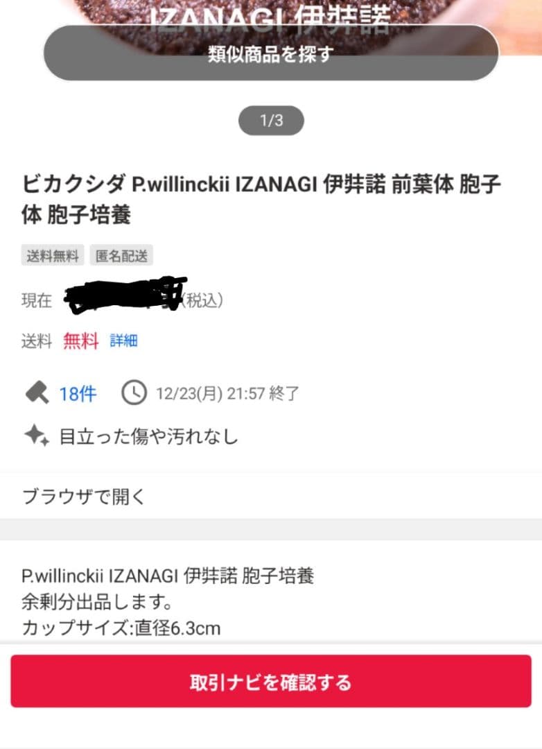 ビカクシダ　dwarf　jade girl苗CBac③伊A su_aqua