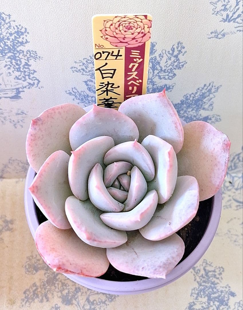 白染華　札付きポットごとメルカリ便おらいさん苗ミックスベリア