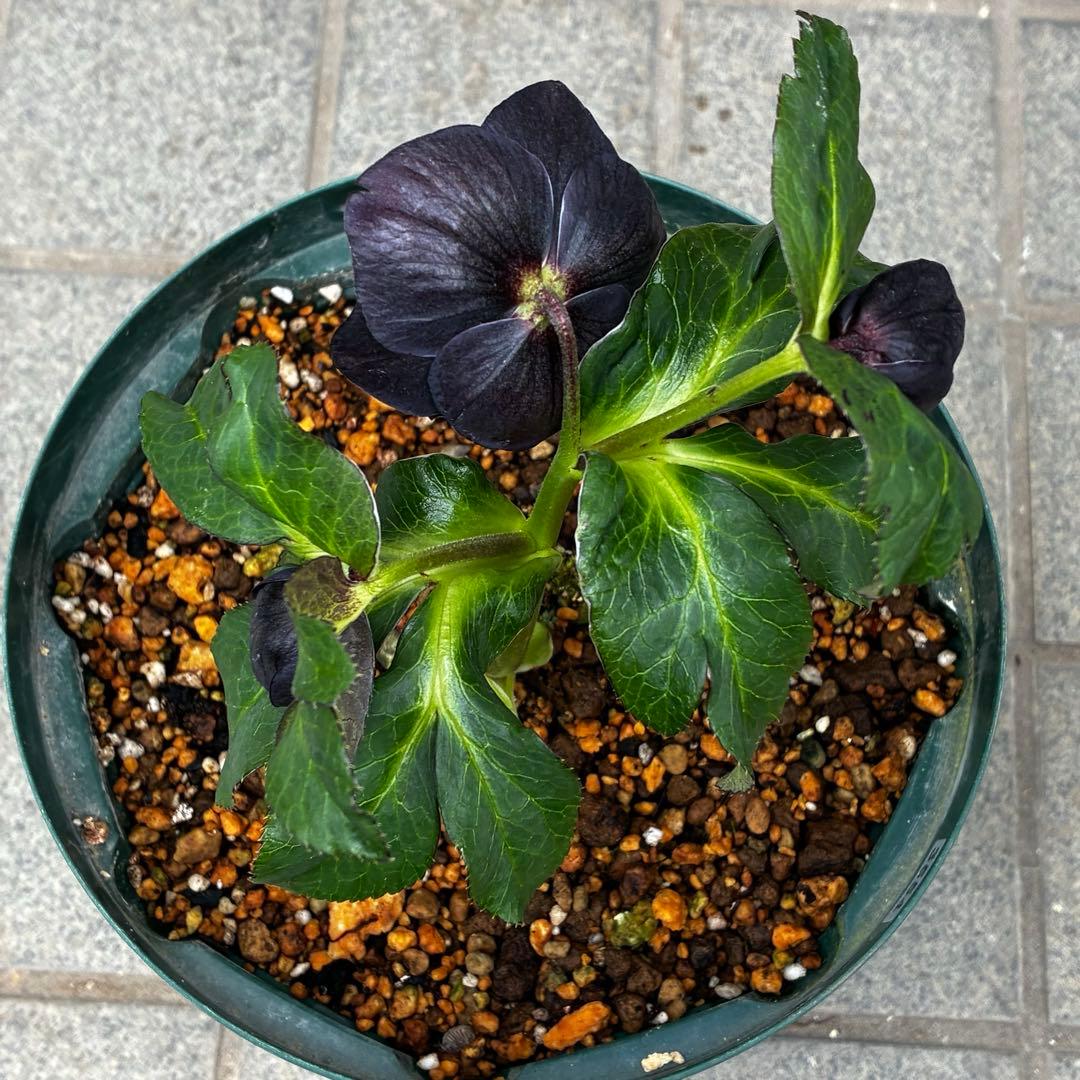 ま*こ様 3554☘️ラスト2☘️蕾花付☘️親株☘️特大7号⭐️黒タグ付(入手時