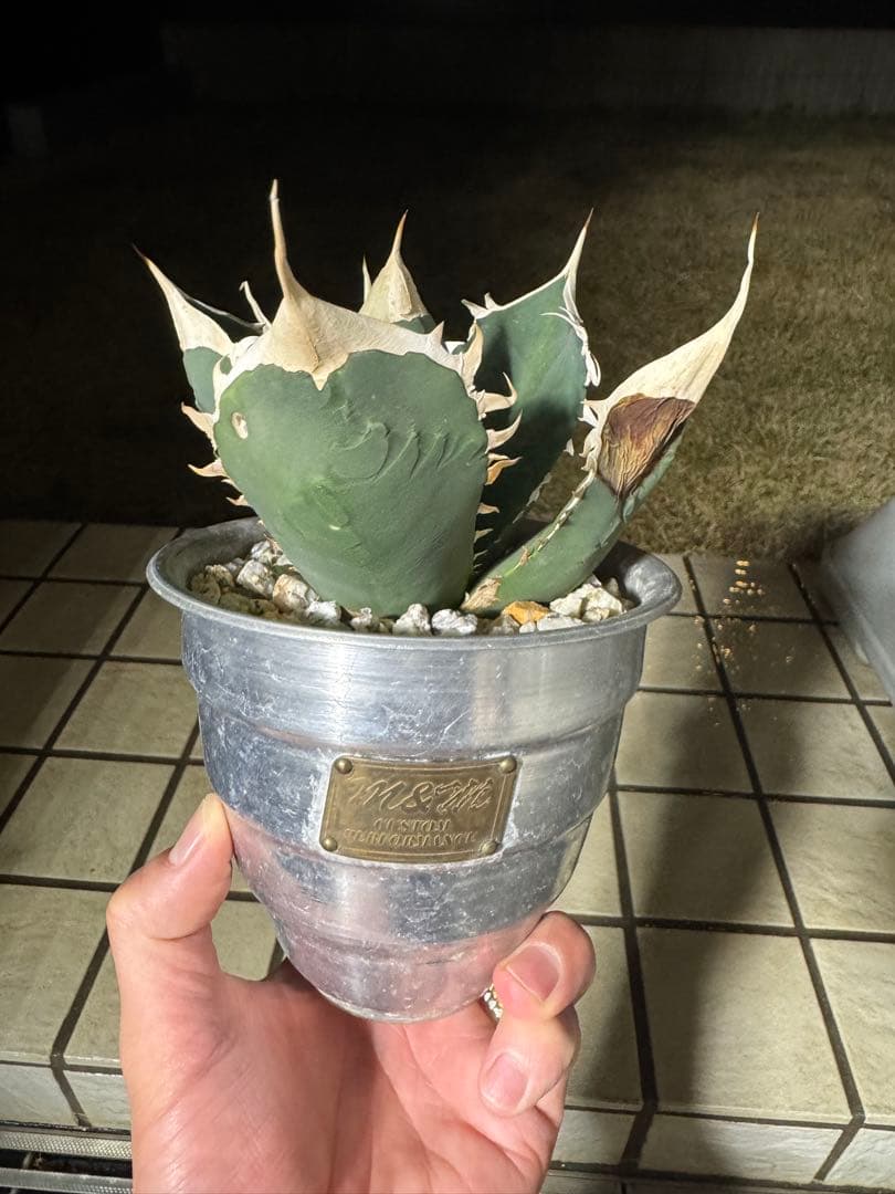 【価格交渉可】マシス鉢付き　オアハカ　現地株