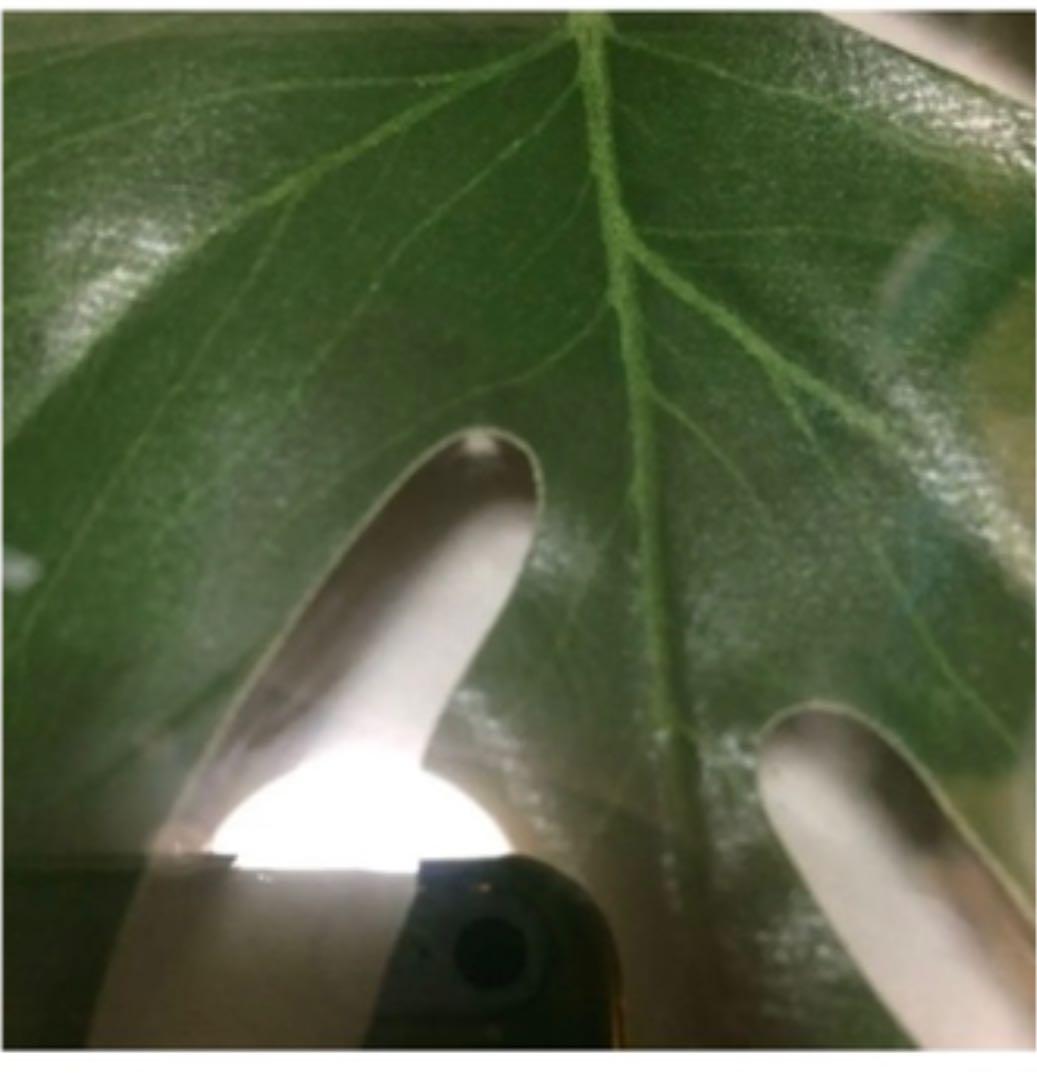 東京インテリア 壁掛け 2枚