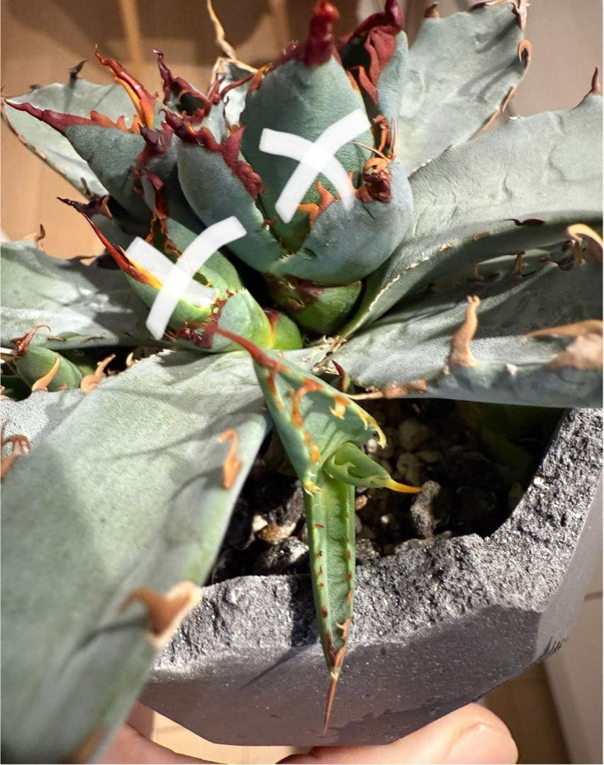 アガベ チタノタ BB × ユタエンシス hyb 子株【強ウネリ・青葉・黒鋸歯】