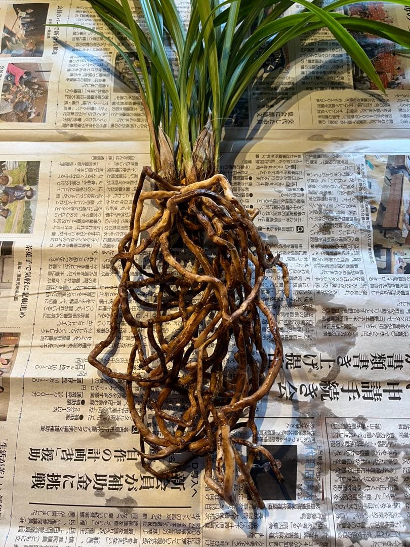 日向寒蘭銘品『日向の誉』成木9条　寒蘭　春蘭　東洋蘭　万年青