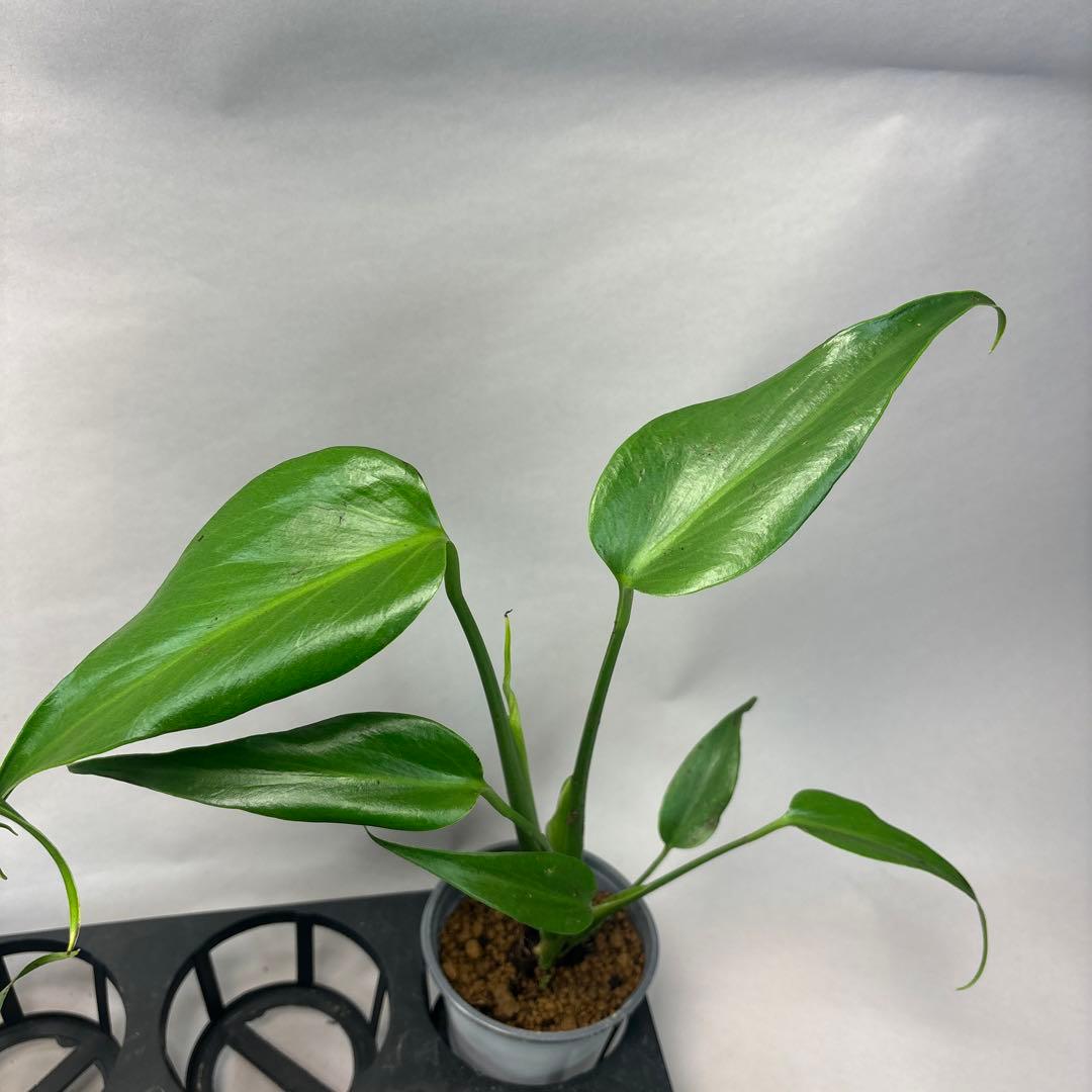 S*T様 5株セットms37モンステラ バールマルクスフレーム