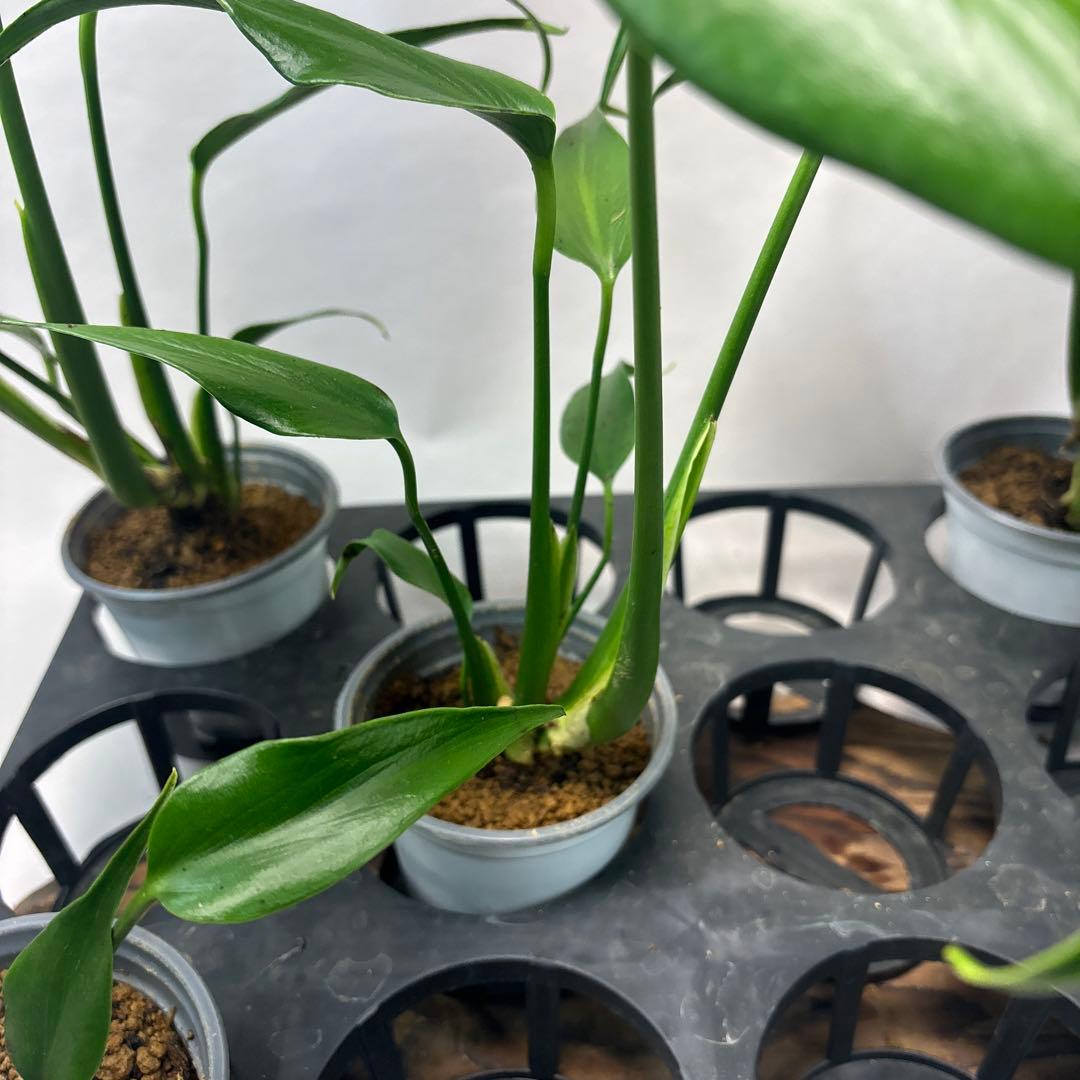 S*T様 5株セットms37モンステラ バールマルクスフレーム