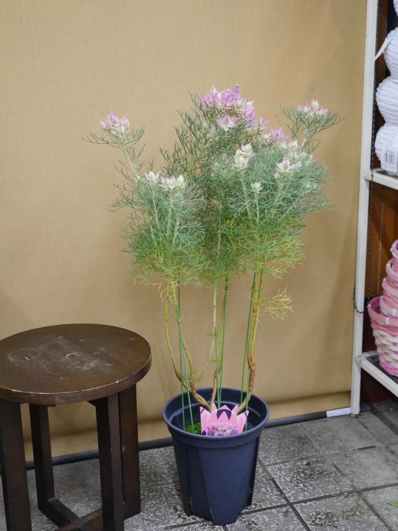 セルリア　ブラッシングブライト　ピンク　7号鉢　約８５センチ　1