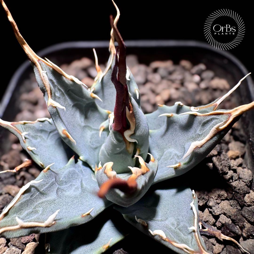 【実生】アガベ ユタエンシス エボリスピナ コークスクリュー 美形 微陽炎株