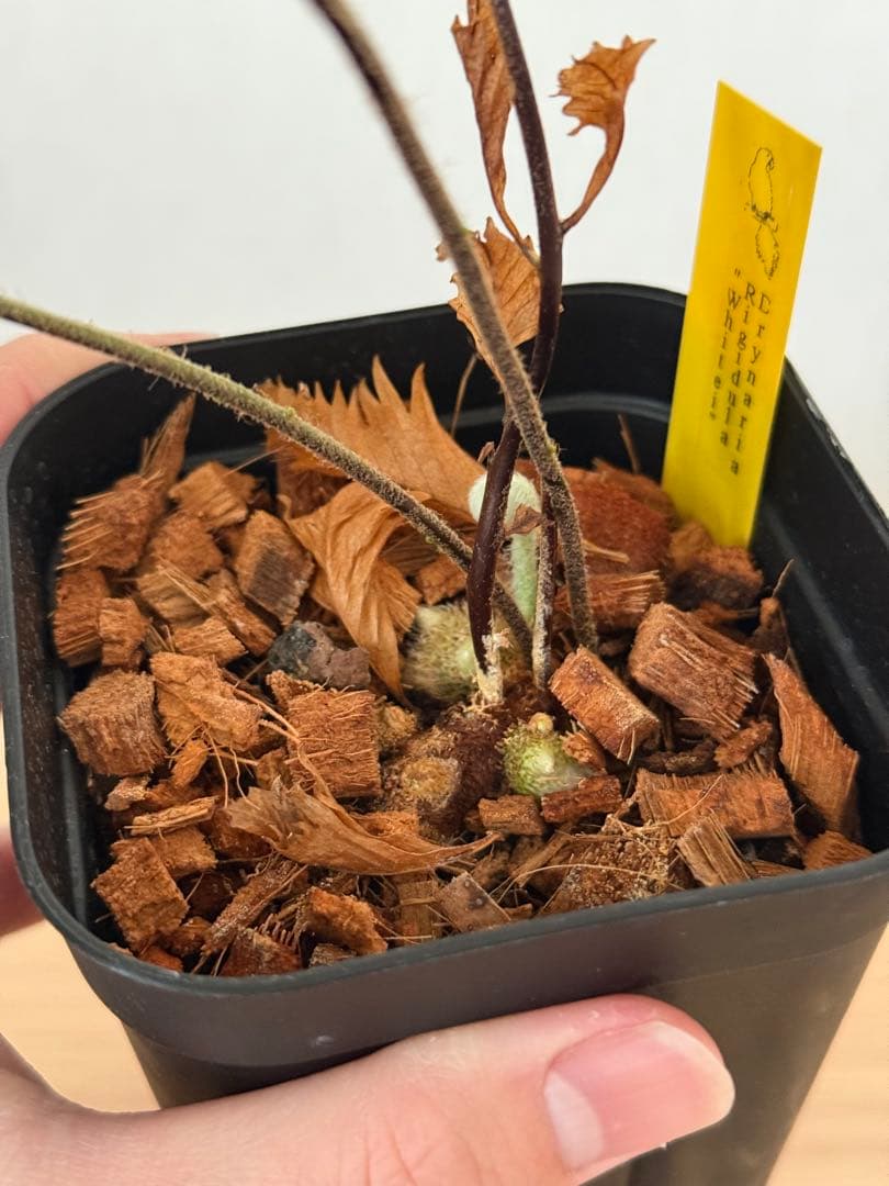 【鉢付き】　ドリナリア　リギデュラ　ホワイティ②