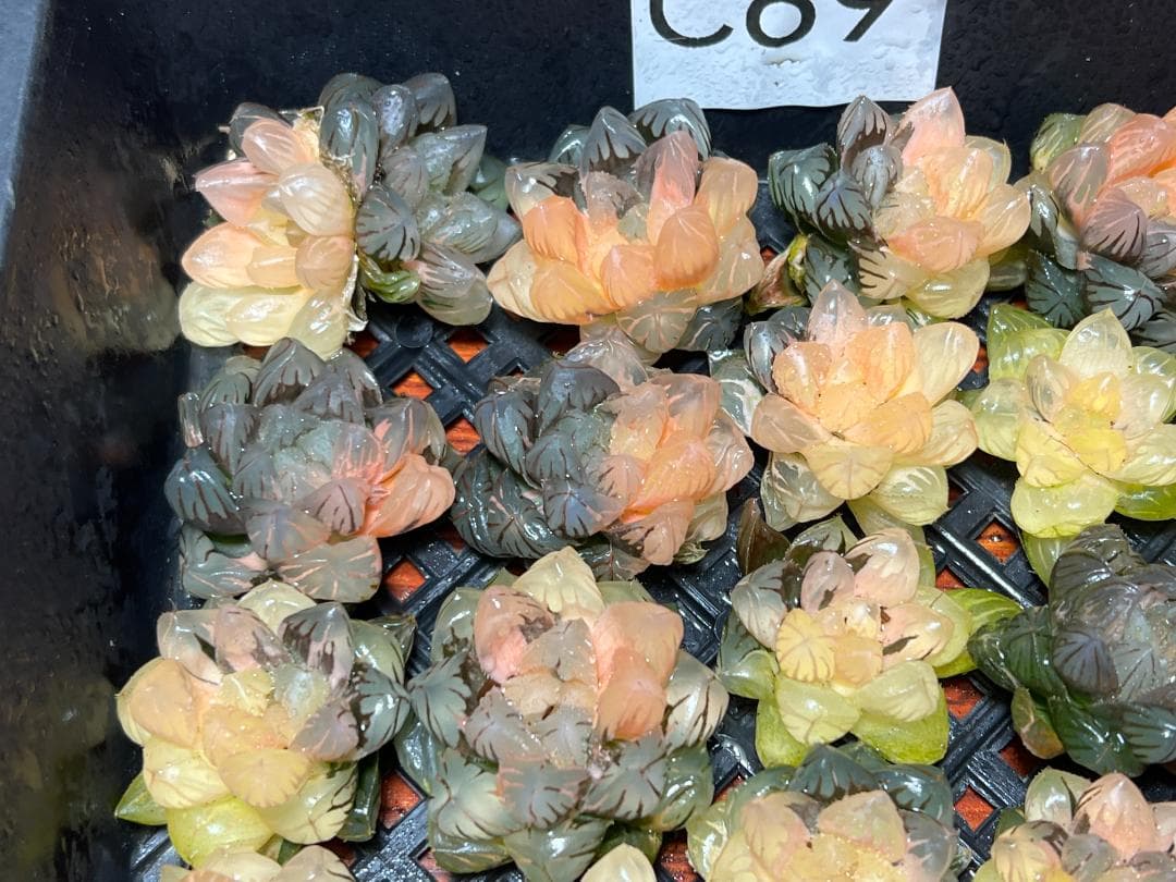 エ*カ様 9 多肉植物 ハオルチア　オブツーサ錦 水中月錦 糊斑 鮮明錦 25株