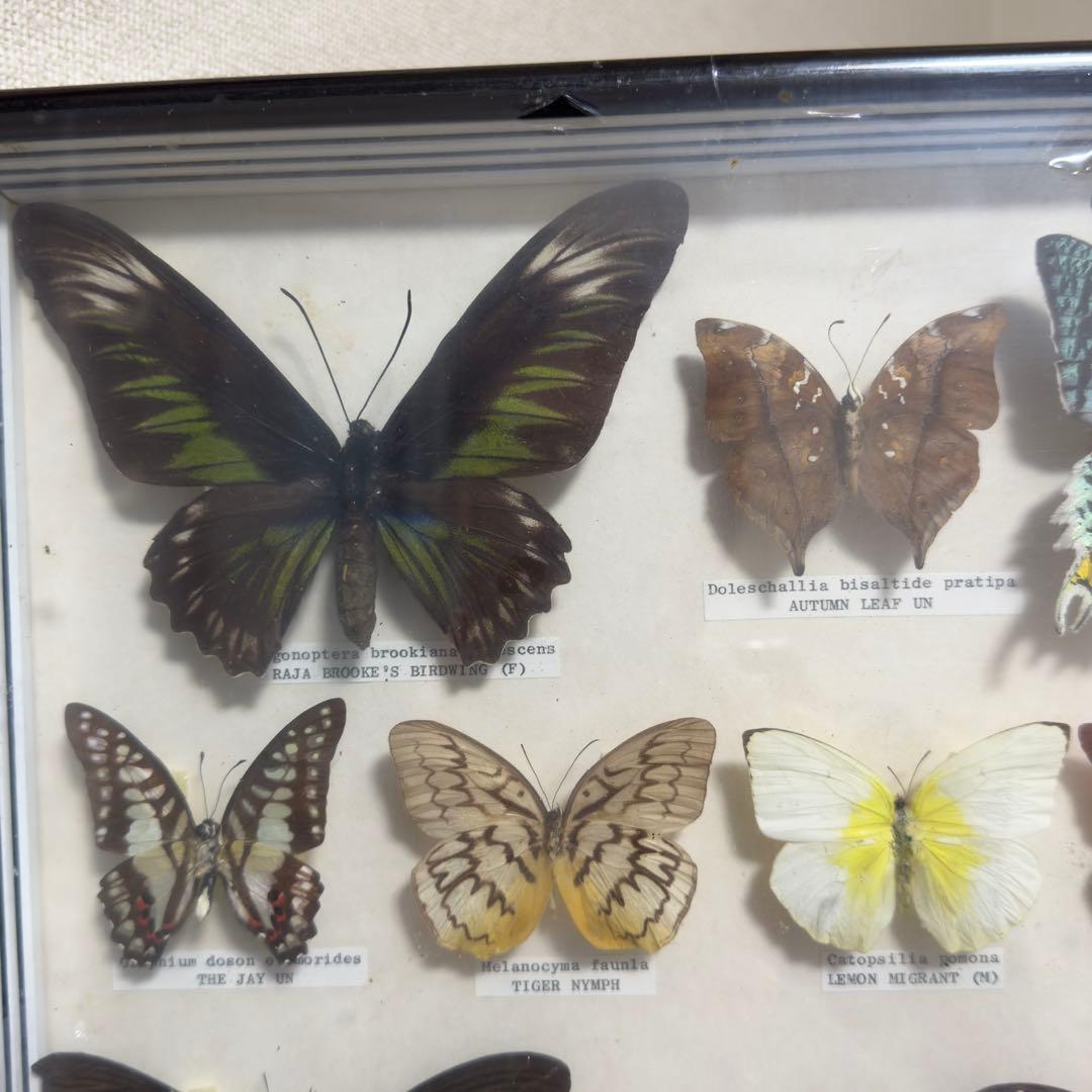 蝶 標本 額入り 22種　モルフォ　等　昆虫標本 蝶標本 まとめ売り