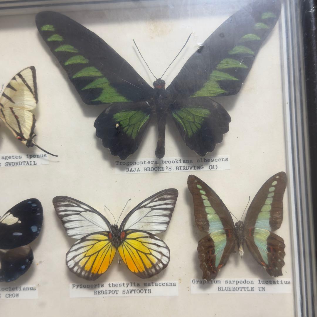 蝶 標本 額入り 22種　モルフォ　等　昆虫標本 蝶標本 まとめ売り