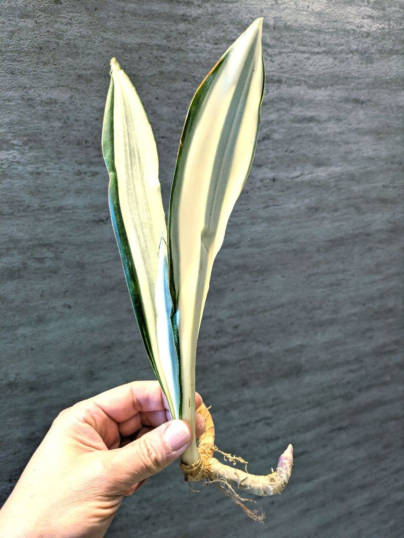 祥製作　ビューティークイーン　子株付き　ロリダ　サボテン　アガベ