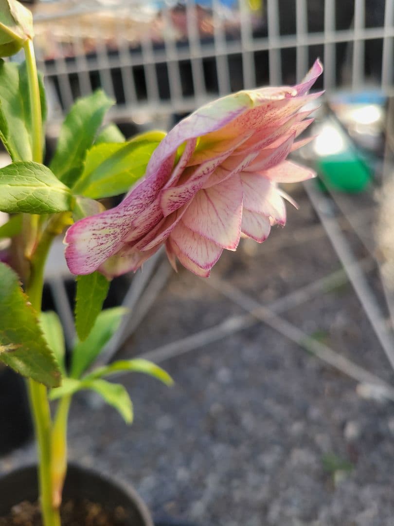 広瀬園芸　ピンクスポット多弁　クリスマスローズ