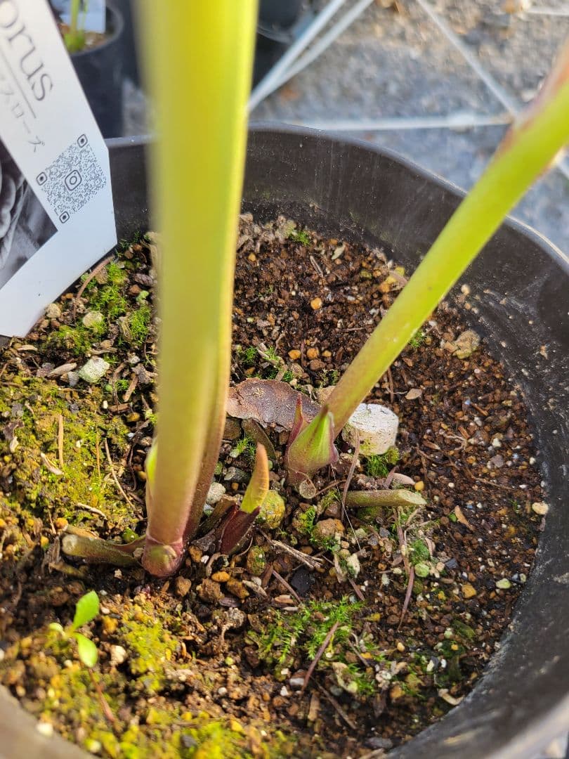 広瀬園芸　ピンクスポット多弁　クリスマスローズ