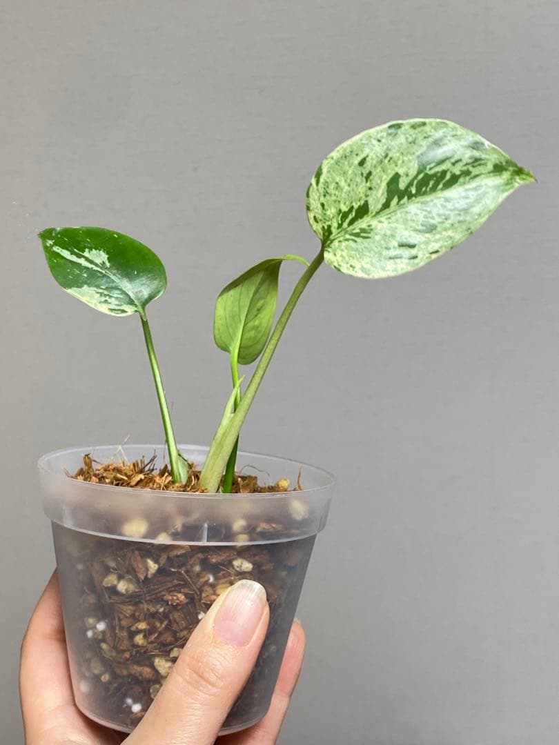 【セール‼️】モンステラ　デリシオーサ　バルバソー　フシギダネ/ ベトシオーサ