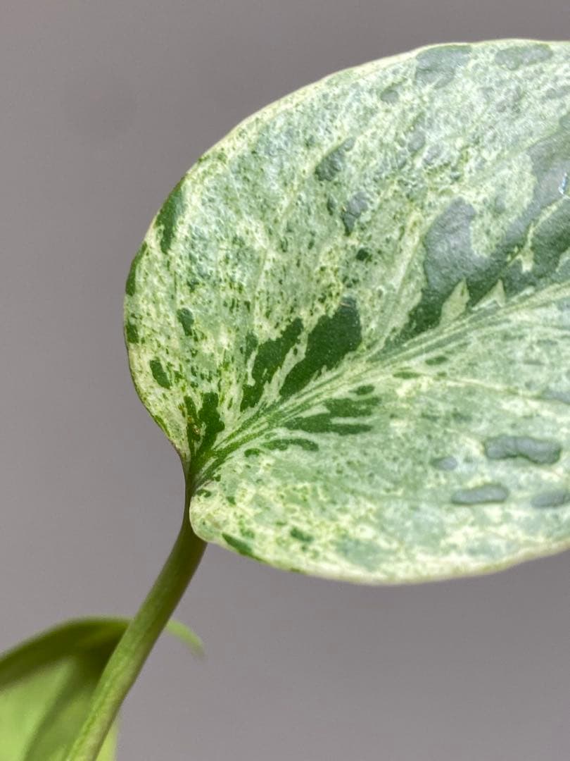 【セール‼️】モンステラ　デリシオーサ　バルバソー　フシギダネ/ ベトシオーサ