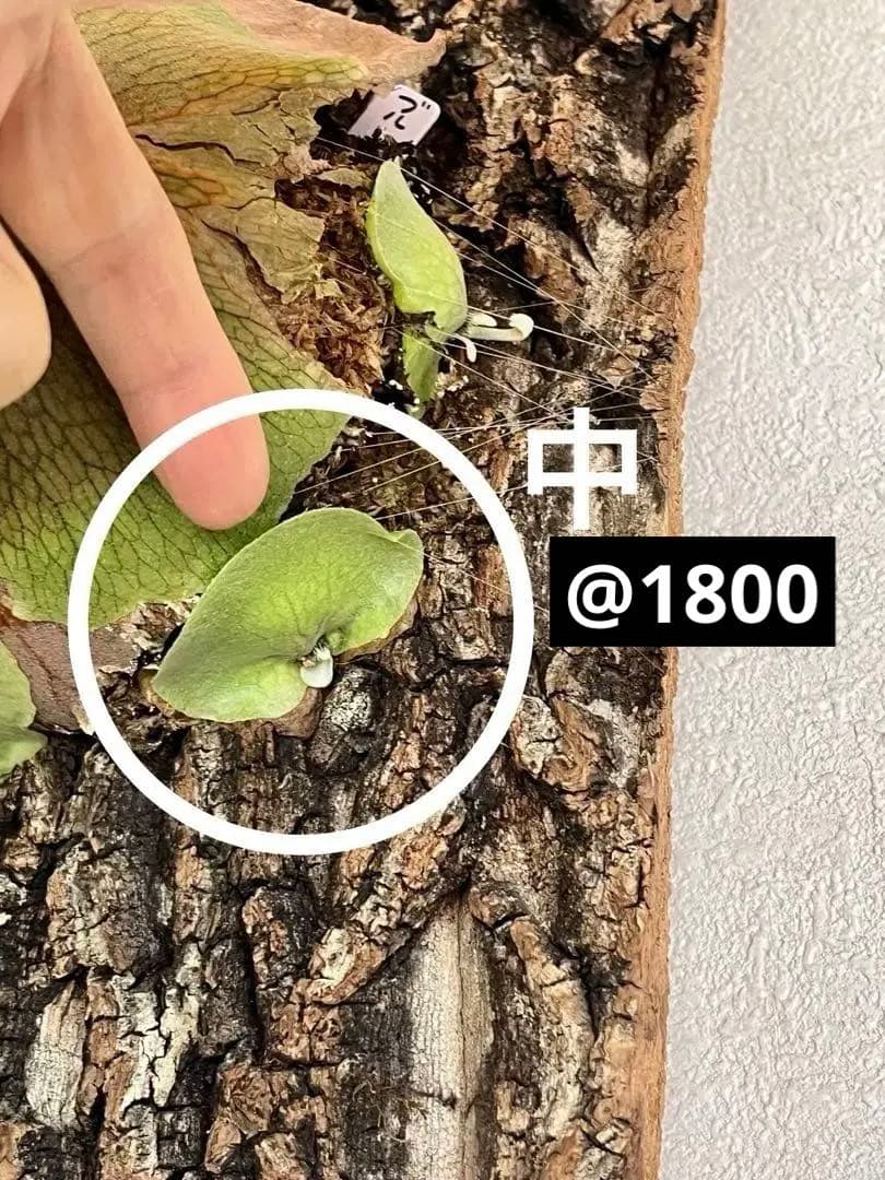 ビカクシダ　子株