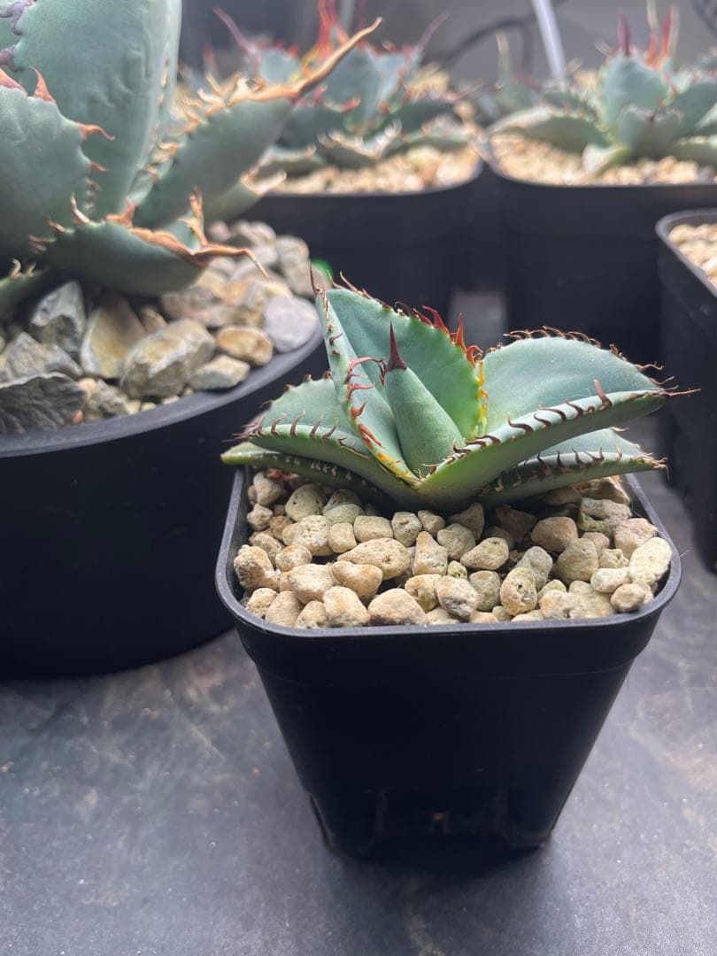 ①発根済み Hidden Agave titanota 'creep'