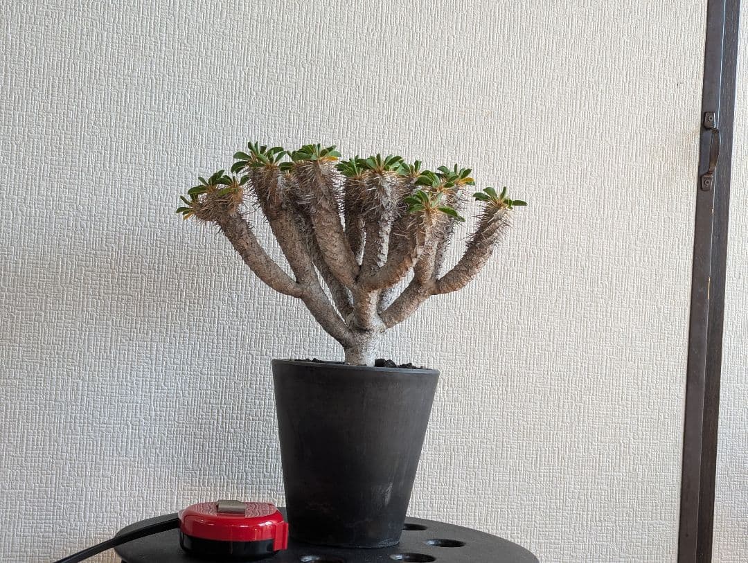 ユーフォルビア　ギラウミニアナ