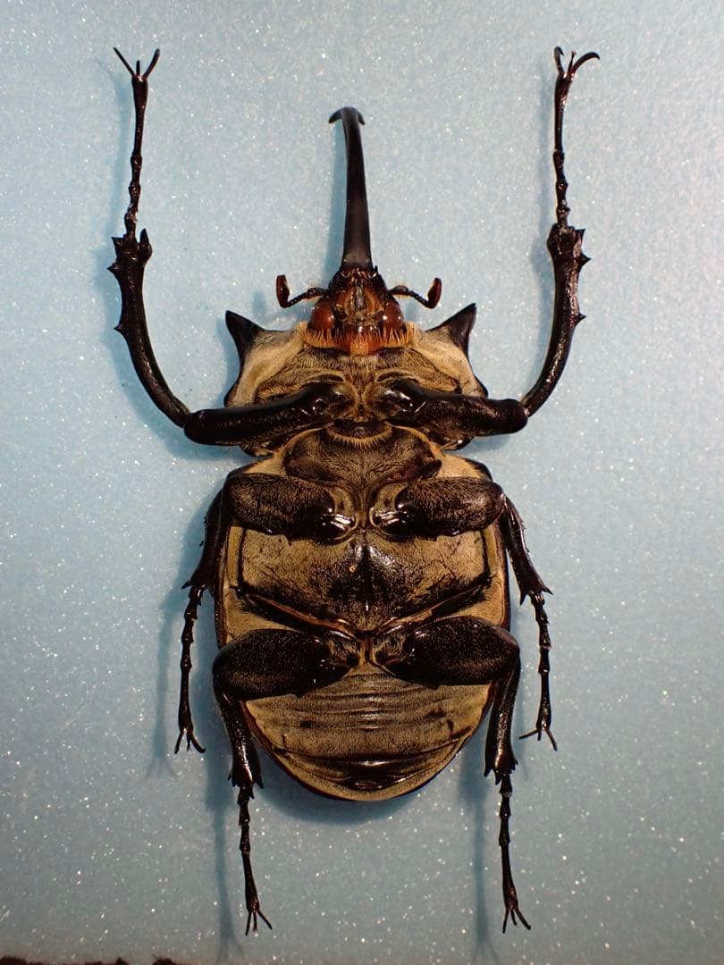 【標本】イイジマゾウカブト　ベネズエラ産　野外品 119.2ミリ
