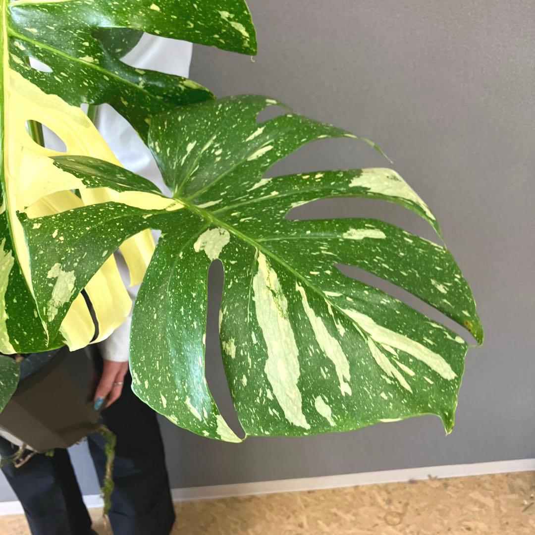 超希少❗️特大❗️モンステラ　タイコンステレーション✨