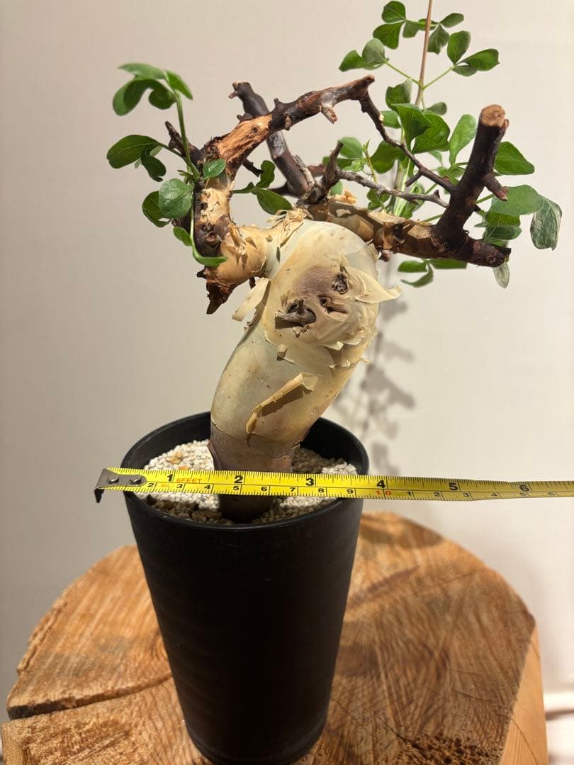 ソマリア　カタフ　ピュアカタフ　コミフォラ