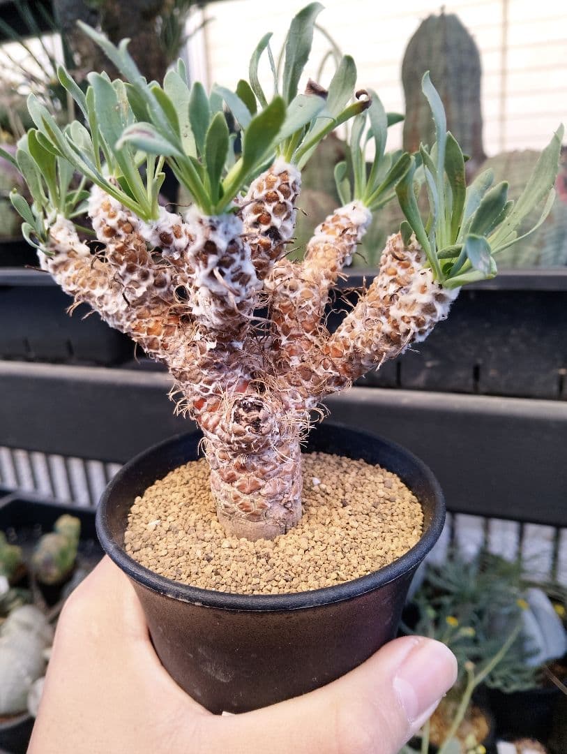 大株 幹立ち オトンナ レトロルサ