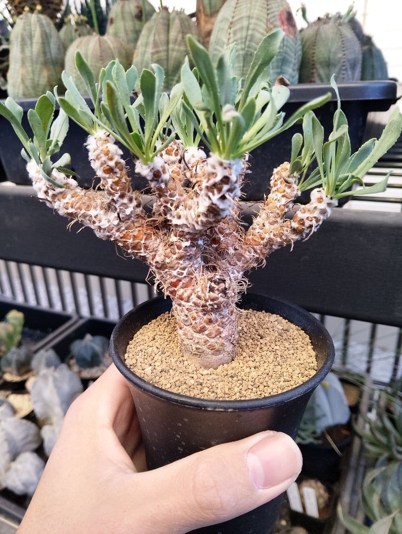 大株 幹立ち オトンナ レトロルサ