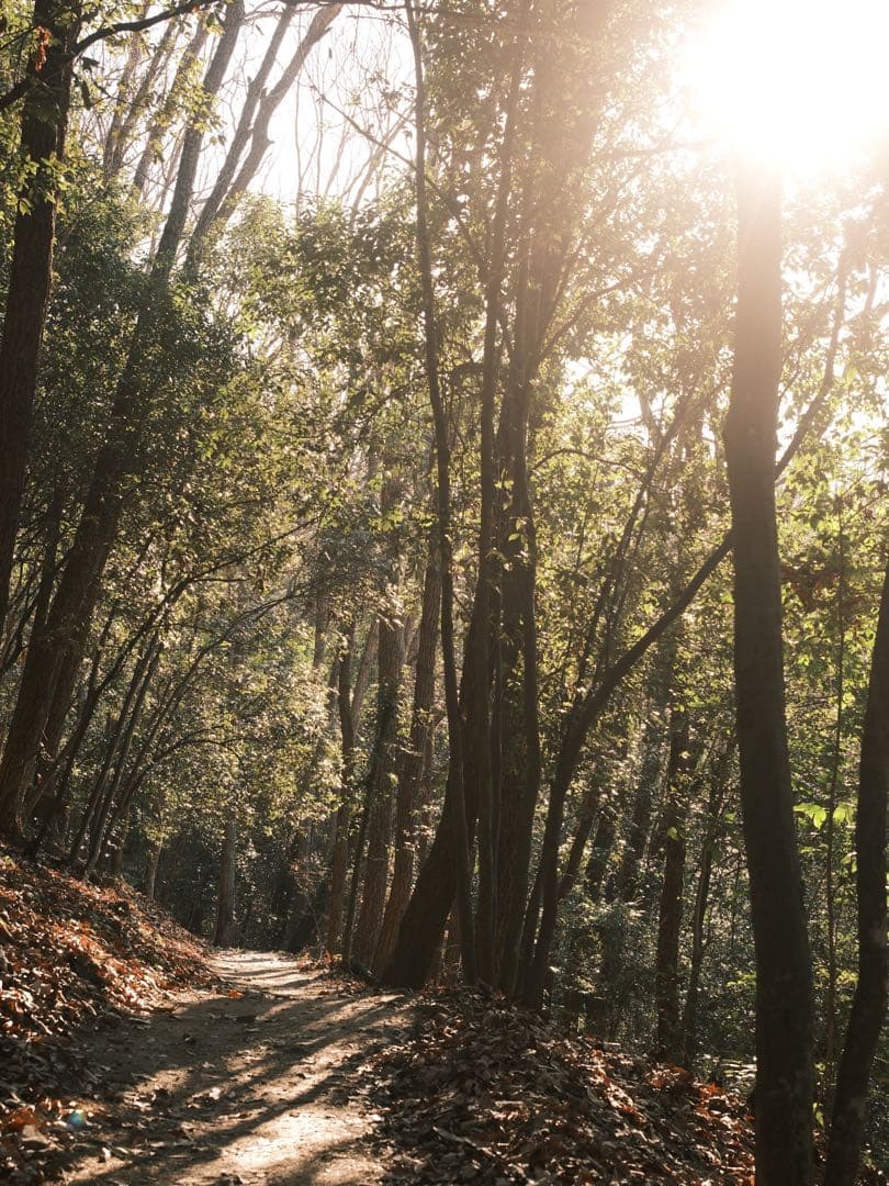 XF33mmF1.4 R LM WR(美品)