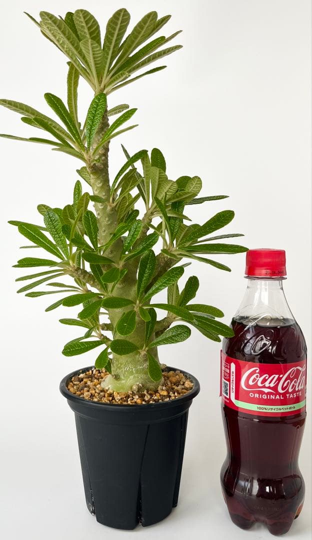 Q太郎【レア/塊根植物】ドルステニア ギガス 鉢植え A-10