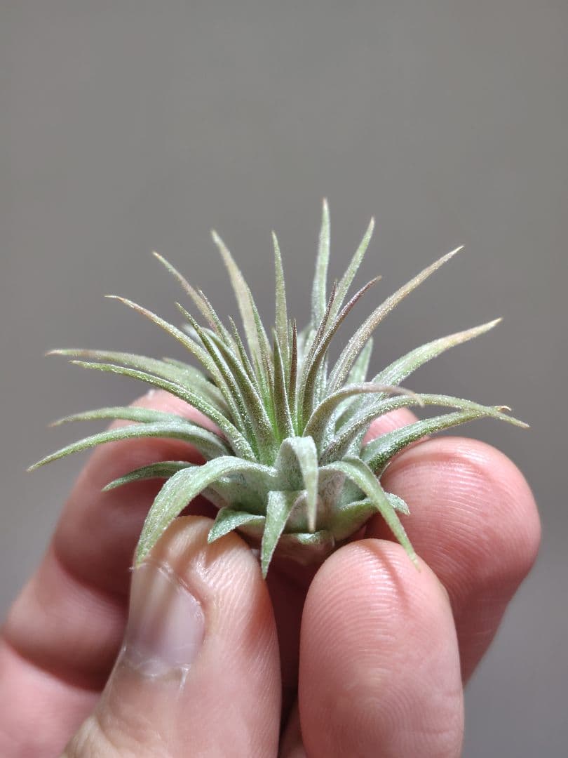 イオナンタ ヘッジホッグ Hedgehog cvc.