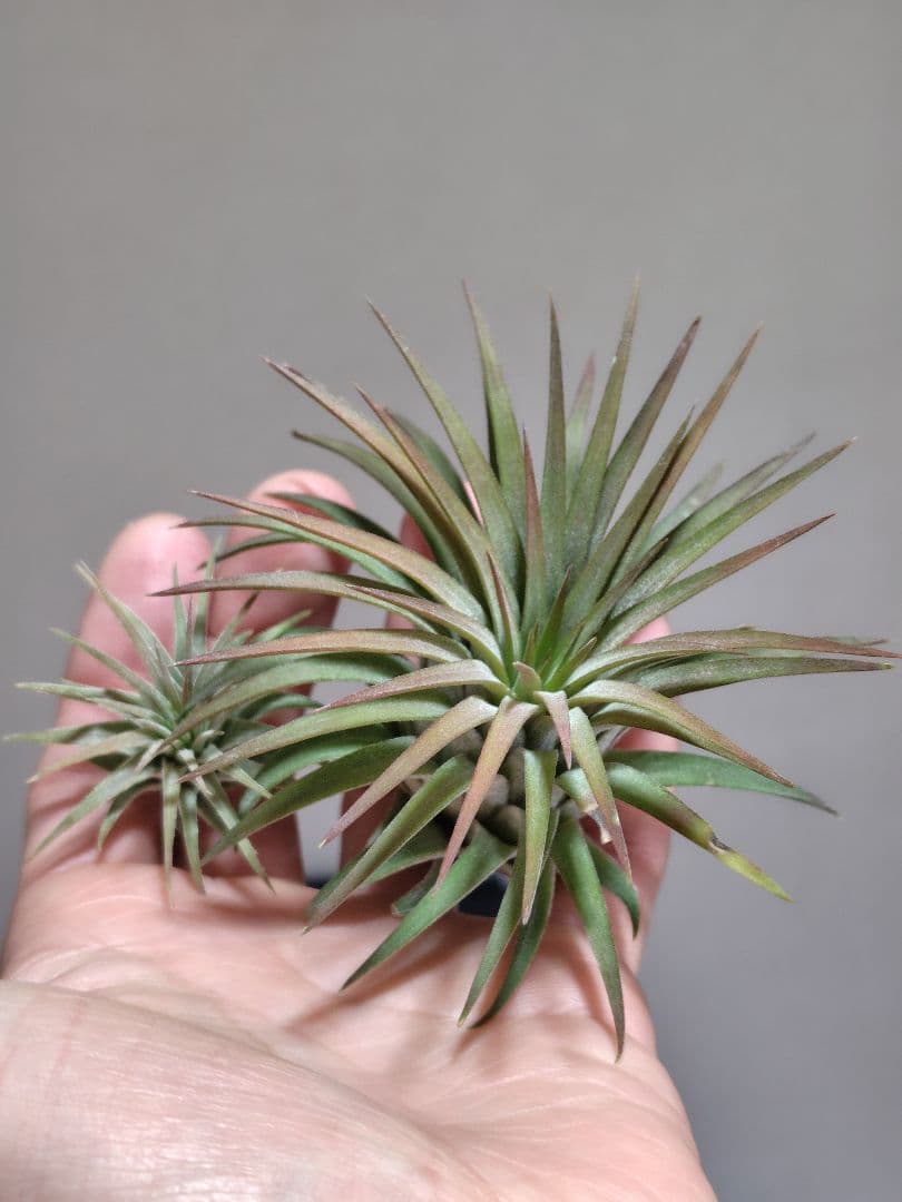 イオナンタ ヘッジホッグ Hedgehog cvc.