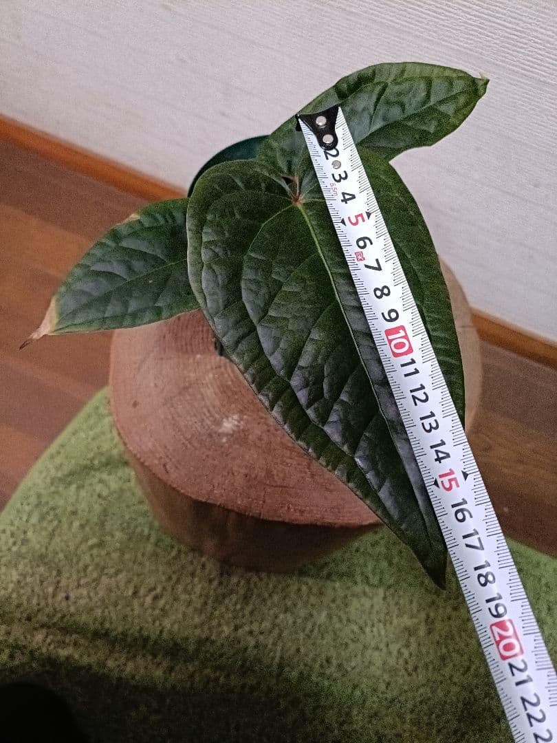 Anthurium クヤベノソウル × ルクスリアンス アンスリウム