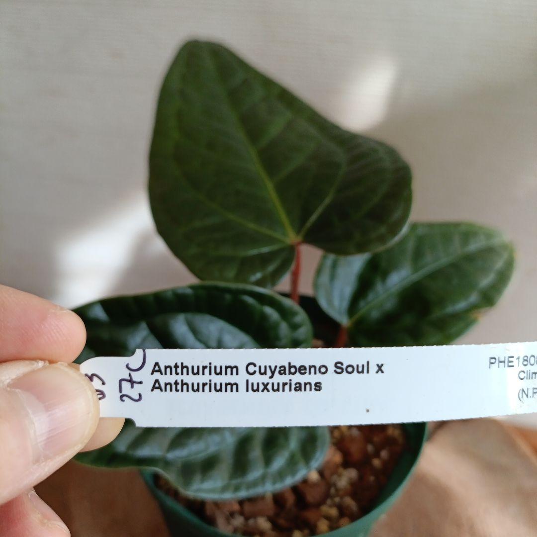 Anthurium クヤベノソウル × ルクスリアンス アンスリウム