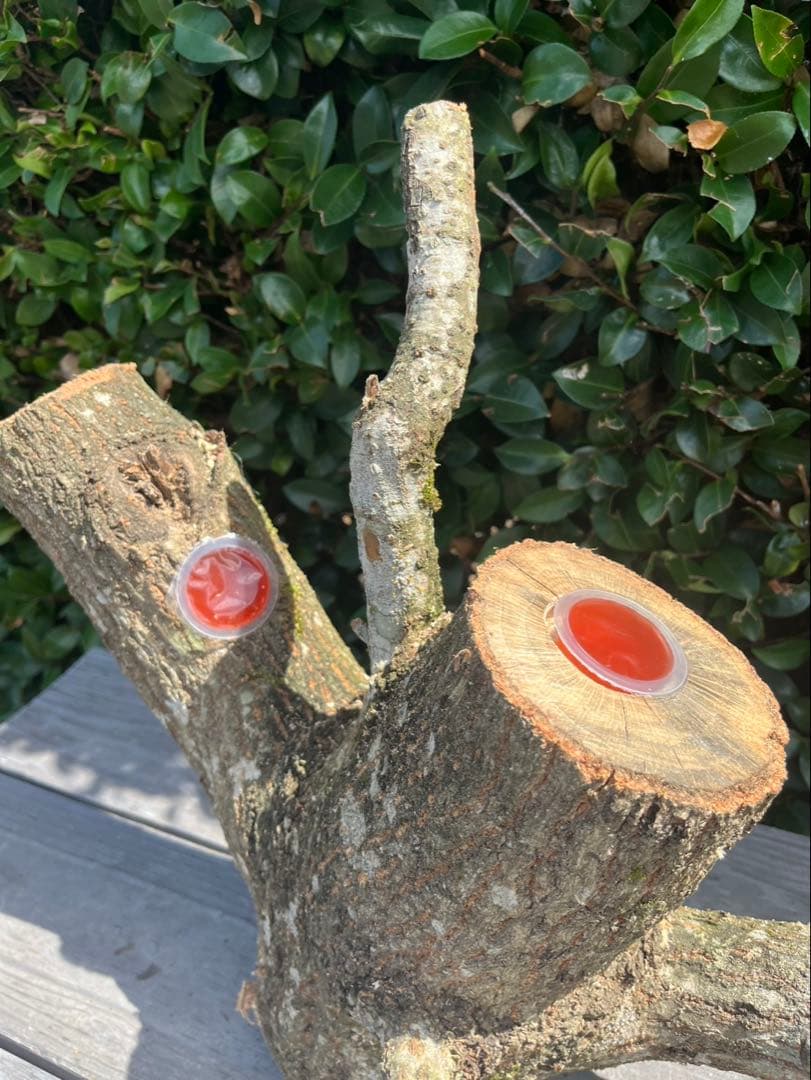 キングクルール様オーダー品　クヌギ　エサ皿